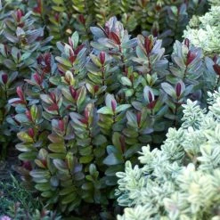 Hebe Santa Monica - VÃ©ronique Arbustive