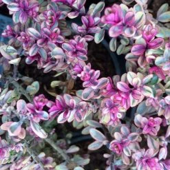 Hebe Tip Top - VÃ©ronique Arbustive