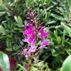 Hebe Wiri Charm - VÃ©ronique Arbustive