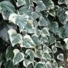 Lierre Des Canaries - Hedera Algeriensis Gloire De Marengo 3 Lierre Des Canaries - Hedera Algeriensis Gloire De Marengo -Jardin De Fleurs Magasin Hedera algeriensis Gloire de Marengo 83634 1