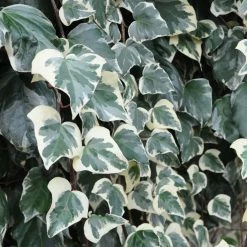 Lierre Des Canaries - Hedera Algeriensis Gloire De Marengo