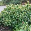 Lierre Arbustif - Hedera Helix Arbori Compact -Jardin De Fleurs Magasin Hedera helix Arbori Compact 88605 1 1
