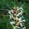 Hedychium Villosum Var. Tenuiflorum - Gingembre D'ornement -Jardin De Fleurs Magasin Hedychium villosum Tenuiflorum Gingembre d ornement V 18037 1