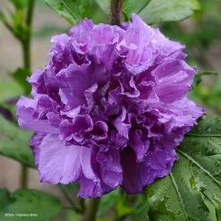 Hibiscus French Cabaret Purple - AlthÃ©a Double Violette