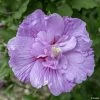 Hibiscus Syriacus Lavender Chiffon - Althéa Rose 3 Hibiscus Syriacus Lavender Chiffon - Althéa Rose -Jardin De Fleurs Magasin Hibiscus Lavender Chiffon copyright 754511 1 2