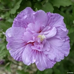 Hibiscus Syriacus Lavender Chiffon - AlthÃ©a Rose