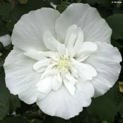 Hibiscus Syriacus White Chiffon - AlthÃ©a Blanc Double
