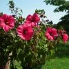 Hibiscus Moscheutos PLANET Griotte - Hibiscus Des Marais -Jardin De Fleurs Magasin Hibiscus moscheutos PLANET Griotte TANGRI 82331 1