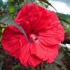 Hibiscus Moscheutos Red Wine - Hibiscus Des Marais 2 Hibiscus Moscheutos Red Wine - Hibiscus Des Marais -Jardin De Fleurs Magasin Hibiscus moscheutos Red Wine 100639 1