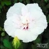 Hibiscus Syriacus China Chiffon - AlthÃ©a Blanc -Jardin De Fleurs Magasin Hibiscus syriacus China Chiffon 100641 1