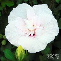 Hibiscus Syriacus China Chiffon - AlthÃ©a Blanc