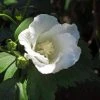 Hibiscus Syriacus Diana - AlthÃ©a Blanc -Jardin De Fleurs Magasin Hibiscus syriacus Diana 88712 1