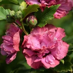 Hibiscus Syriacus Duc De Brabant - AlthÃ©a Double Rouge
