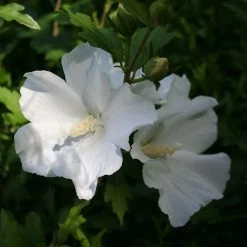 Hibiscus Syriacus ElÃ©onore - AlthÃ©a Simple, Blanc Pur