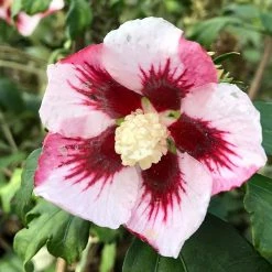 Hibiscus Syriacus Hamabo - AlthÃ©a Ou Mauve En Arbre