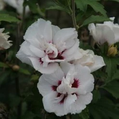 Hibiscus Syriacus Lady Stanley - AlthÃ©a Semi-double Bicolore