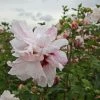 Hibiscus Syriacus Leopoldii - Althea En Arbre -Jardin De Fleurs Magasin Hibiscus syriacus Leopoldii 100642 1