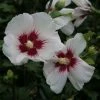 Hibiscus Syriacus Shintaeyang - AlthÃ©a Blanc Ã  Coeur Rouge Cerise -Jardin De Fleurs Magasin Hibiscus syriacus Shintaeyang 81338 1