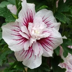 Hibiscus Syriacus Starburst Chiffon - AlthÃ©a