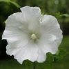 Hibiscus Syriacus Totus Albus - Althéa Blanc Pur. 3 Hibiscus Syriacus Totus Albus - Althéa Blanc Pur. -Jardin De Fleurs Magasin Hibiscus syriacus Totus Albus 84095 1