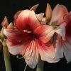 Amaryllis Charisma -Jardin De Fleurs Magasin Hippeastrum Charisma ld ukhviid 56965 1