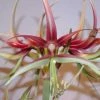 Amaryllis Chico -Jardin De Fleurs Magasin Hippeastrum chico ld ukhviid 56969 1