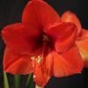 Amaryllis Orange Souvereign 3 Amaryllis Orange Souvereign -Jardin De Fleurs Magasin Hippeastrum orange souvereign ld ukhviid 56964 1