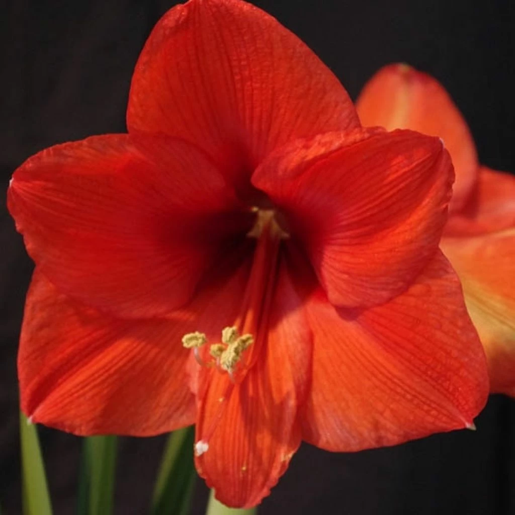 Amaryllis Orange Souvereign 1 Amaryllis Orange Souvereign