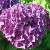Hortensia - Hydrangea Macrophylla Hovaria Hobergine -Jardin De Fleurs Magasin Hortensia Hobergine 67795 1
