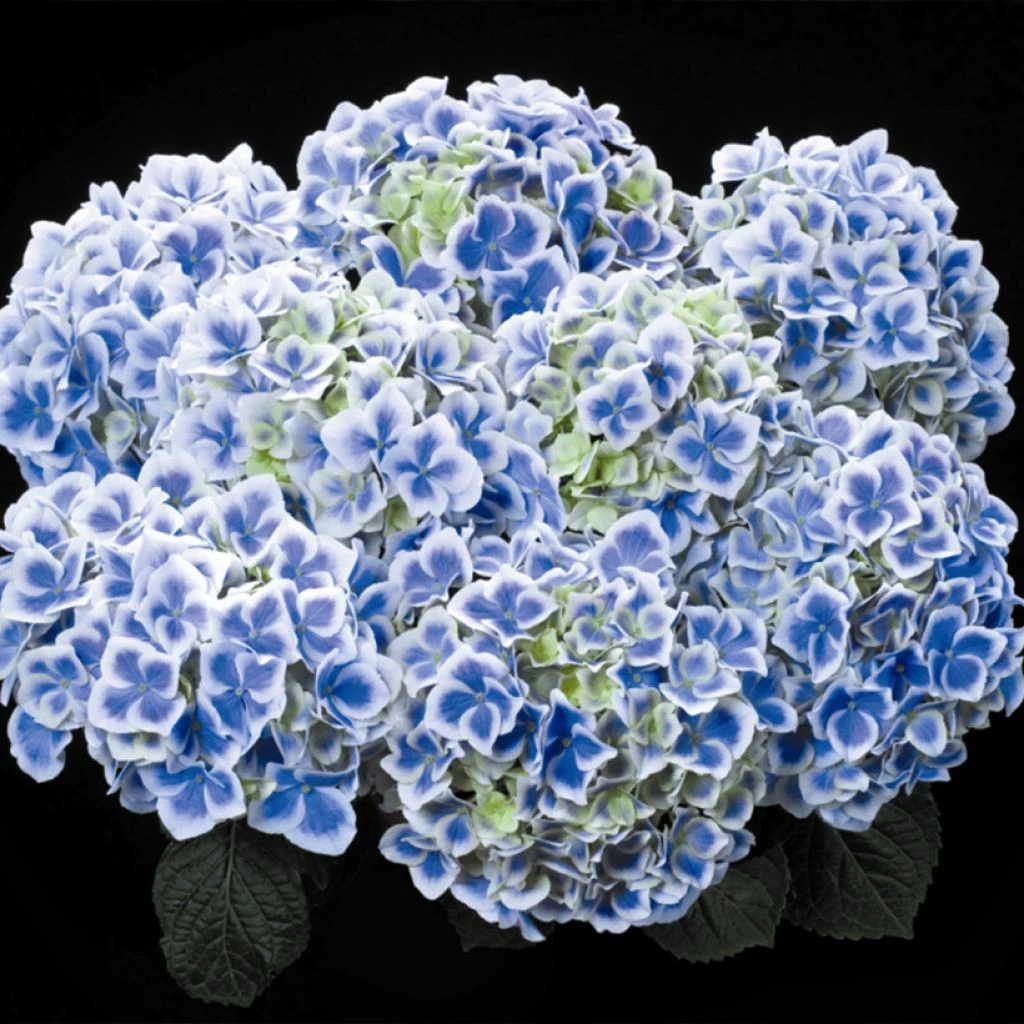 Hortensia - Hydrangea Macrophylla Beautensia Dali 1 Hortensia - Hydrangea Macrophylla Beautensia Dali