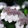 Hortensia Macrophylla Cloudi -Jardin De Fleurs Magasin Hortensia Hydrangea macrophylla Cloudi copyright 1006451 1