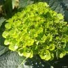 Hortensia - Hydrangea Macrophylla Green Ever Belles 3 Hortensia - Hydrangea Macrophylla Green Ever Belles -Jardin De Fleurs Magasin Hortensia Hydrangea macrophylla Green Ever Belles Hortmagreclo copyright 183801 1