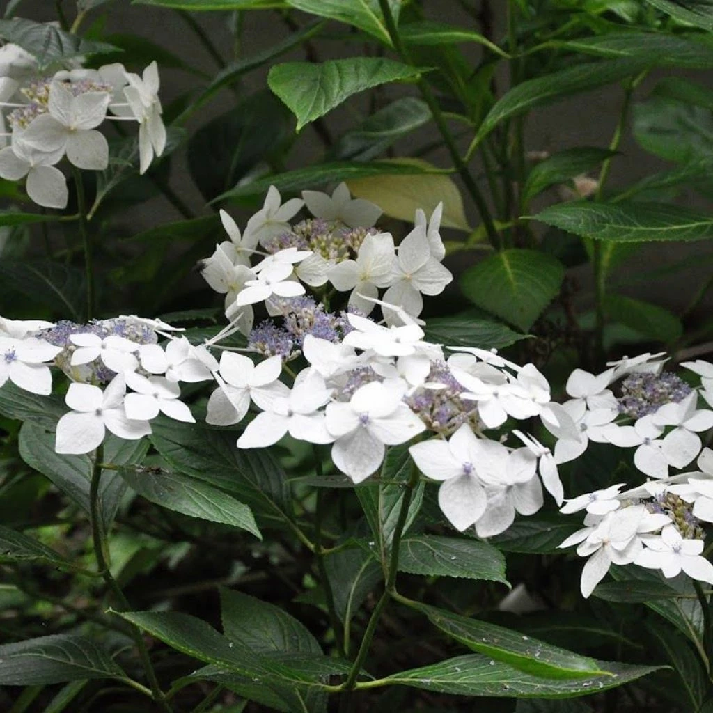 Hortensia Macrophylla Lanarth White 1 Hortensia Macrophylla Lanarth White