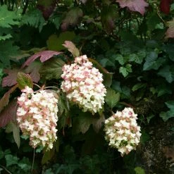 Hydrangea Quercifolia Snowflake - Hortensia Ã  Feuilles De ChÃªne