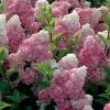 Hydrangea Paniculata Vanille Fraise - Hortensia PaniculÃ© -Jardin De Fleurs Magasin Hortensia Vanille Fraise Pot de C10L 82017 1