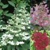 Hydrangea Paniculata Wim's Red - Hortensia Paniculé 2 Hydrangea Paniculata Wim's Red - Hortensia Paniculé -Jardin De Fleurs Magasin Hortensia WimsRed juli 67828 1