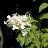 Hortensia - Hydrangea Paniculata White Moth 3 Hortensia - Hydrangea Paniculata White Moth -Jardin De Fleurs Magasin Hortensia paniculata White Moth 67816 1