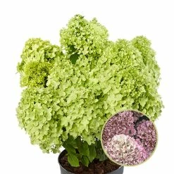 Hydrangea Paniculata Pandora - Hortensia PaniculÃ©