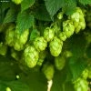 Houblon HOPS (Humulus) - VÃ©ritable Houblon De Brassage -Jardin De Fleurs Magasin Houblon HOPS Humulus Veritable houblon de brassage copyright 17596 1