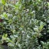 Houx - Ilex X Meserveae Heckenpracht -Jardin De Fleurs Magasin Houx Ilex x meserveae Heckenpracht V 1001281 1