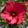 Hibiscus Moscheutos Rouge -Jardin De Fleurs Magasin Hubiscus moschetos rouge copyright 846041 1
