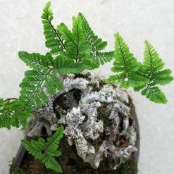 Humata Tyermannii - FougÃ¨re Patte De Lapin