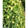 Houblon - Humulus Lupulus Prima Donna 3 Houblon - Humulus Lupulus Prima Donna -Jardin De Fleurs Magasin Humulus lupulus Prima Donna 86224 1