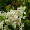 Hydrangea Paniculata Kyushu - Hortensia PaniculÃ© -Jardin De Fleurs Magasin Hydragea paniculata Kyushu 7865 1 1