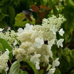 Hydrangea Paniculata Kyushu - Hortensia PaniculÃ©