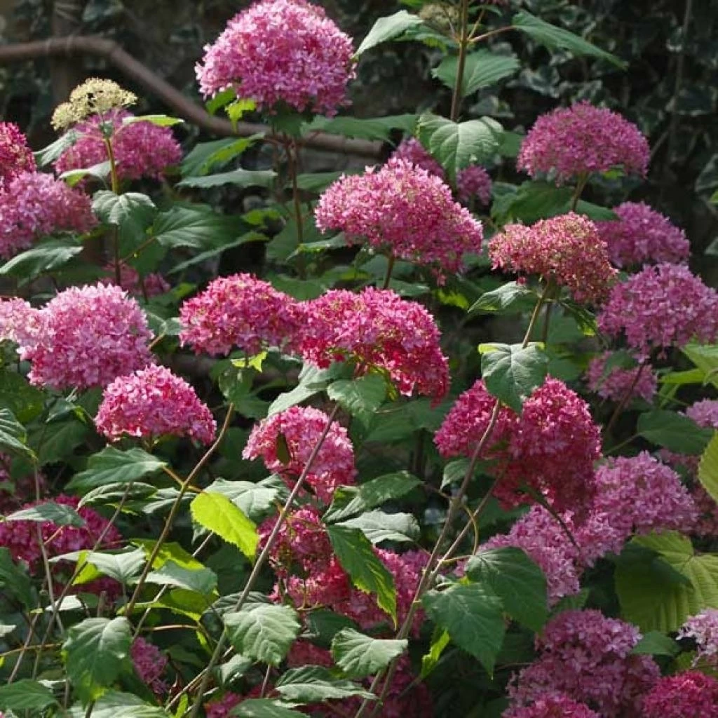 Hortensia Arborescens Bella Anna 1 Hortensia Arborescens Bella Anna