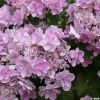Hortensia - Hydrangea Macrophylla You And Me Forever -Jardin De Fleurs Magasin Hydrangea You Me Forever 78224 1