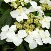 Hortensia - Hydrangea Angustipetala Golden Crane -Jardin De Fleurs Magasin Hydrangea angustipetala Golden Crane 86462 1