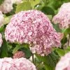 Hortensia Arborescens Candybelle® Bubblegum 3 Hortensia Arborescens Candybelle® Bubblegum -Jardin De Fleurs Magasin Hydrangea arborescens Candybelle Bubblegum 89524 1
