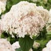 Hortensia Arborescens Candybelle Marshmallow -Jardin De Fleurs Magasin Hydrangea arborescens Candybelle Marshmallow 89525 1